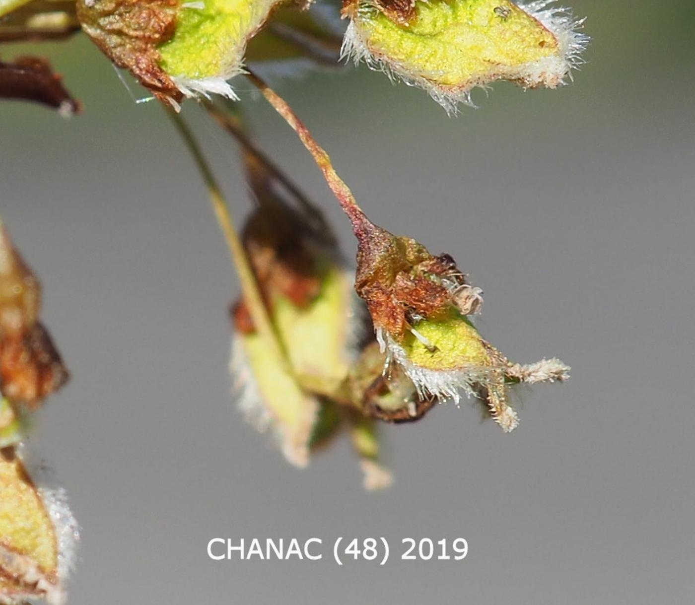 White-Elm, European flower